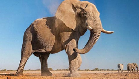 आफ्रिकन हत्तींच्या संख्येत चिंताजनक घट