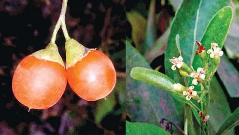 कोल्हापुरात आढळला गोंदन वृक्ष