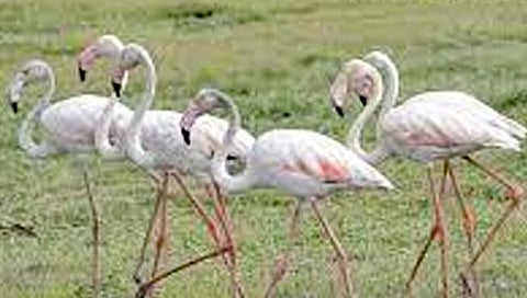 रायगड :  फ्लेमिंगो झाला भारतीयच पक्षी..
