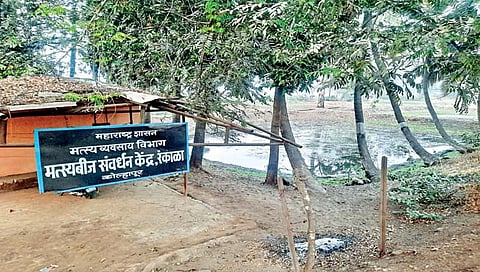 कोल्हापूर : मत्स्यबीजनिर्मिती ठप्प