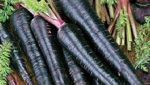 Black carrots   