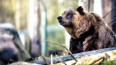 तीन लाख वर्षांपूर्वी अस्वलांच्या फरने वाचवले माणसाला!