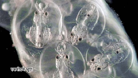 स्क्वीड आणि माणसाचा मेंदू एकाच प्रकारे झाला विकसित