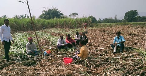 रांजणी (ता. आंबेगाव) येथे ऊस तोडणी सुरू असताना बिबट्याच्या गुरगुरण्याचा आवाज आल्याने ऊसतोड कामगारांनी ऊसतोड थांबवली. (छाया : किशोर खुडे)