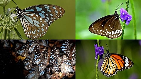 Butterfly Congregation