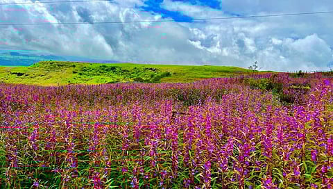 नाशिक वनपर्यटन,www.pudhari.news