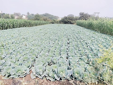 पिकांवर विविध रोगांचा प्रादुर्भाव; बदलत्या वातावरणाचा विपरीत परिणाम