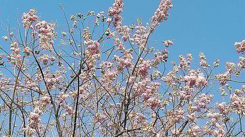 पारगाव : ग्लिरिशिडीयाची फुले घेतात लक्ष वेधून