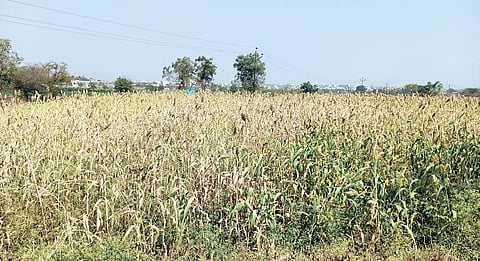 इंदापूर तालुक्यात ज्वारीच्या क्षेत्रात कमालीची घट