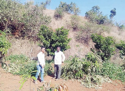 वेल्हे : निवडणुकीच्या वादातून आंब्याची झाडे तोडली