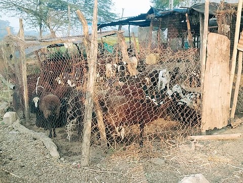 पारगाव : जनावरांबाबत मेंढपाळ, शेतकरी बेफिकीर; बिबट्यांचे हल्ले ठरताहेत जीवघेणे