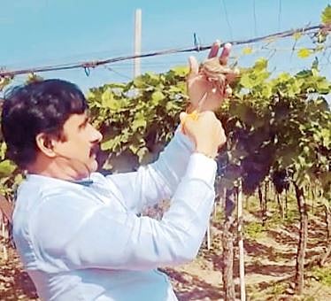 पारगाव : जाळीत अडकलेल्या चिमणीला जीवदान