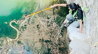 वाळकी : विहिरीत पडलेल्या सापांना जीवदान; सर्पमैत्रीण शीतल कासारच्या धाडसाचे कौतुक