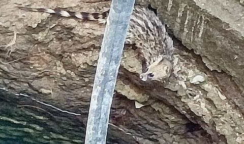 विहिरीत पडलेल्या उदमांजराला जीवदान; जेऊर येथील घटना