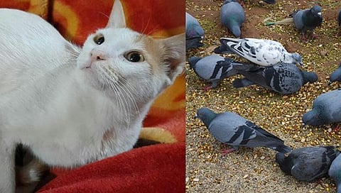 मांजर मारल्याचा शेजाऱ्यावर संशय; अन् बदला म्हणून ३० कबुतरांना विषारी दाने टाकून मारले