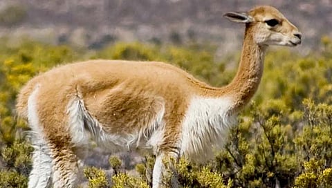 ‘विकुना’ प्राण्याची लोकर सर्वात महाग!