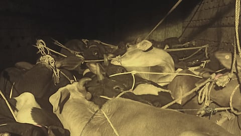 नाशिक : देवळा पोलिसांच्या कारवाईत कत्तलीसाठी जाणाऱ्या गोवंशाची सुटका