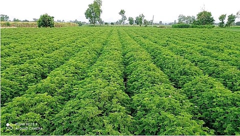 दिंडोरी : "जिरेनियम"च शेती.