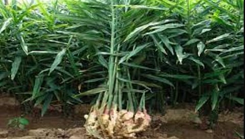 सांगली : खानापूर तालुक्यात तब्बल दोन टन आले पिकाची चोरी