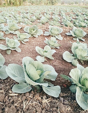 तळेगावात कोबीचे पीक जोमात