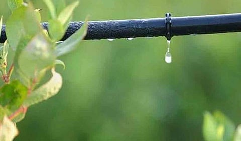 नगर : थेंबा थेंबानं पिकं झाली हिरवीगार..!