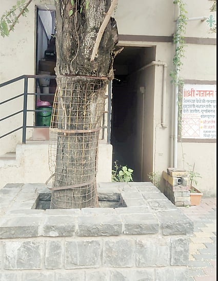 पिंपरी : लोखंडी जाळ्यांमुळे गुदमरला झाडांचा श्वास