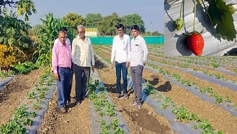 Strawberry : महाबळेश्वरच्या स्ट्रॉबेरीला उस्मानाबादमध्ये बहर