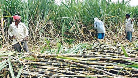 Swabhimani Shetkari Sanghatana protest: ऊसदरात वाढ हवी, मात्र लढाई नको; शेतकऱ्यांमधील दुही कारखानदारांच्या पथ्यावर    