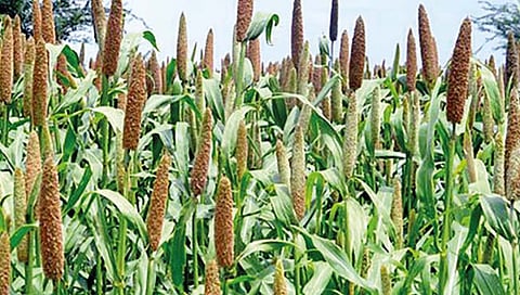 बाजरीला सुगीचे दिवस