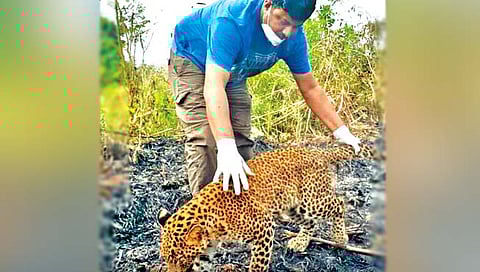 सातारा : बिबट्यांचा अधिवास आता जंगलातून उसाच्या फडात