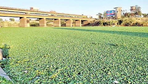 इचलकरंजी : पंचगंगा नदीला जलपर्णीचा विळखा