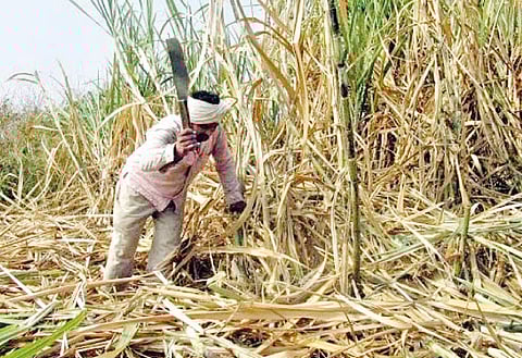 सांगली : ऊस वाहतूकदारांची 500 कोटींची फसवणूक