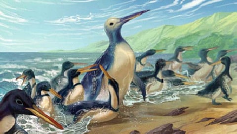 सर्वात मोठ्या पेंग्विनचे सापडले जीवाश्म