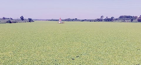 भीमेचं नदीपात्र झालंय हिरवंगार; जलपर्णीमुळे गुदमरतोय भीमेचा श्वास