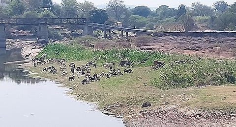 पारगाव : मेंढपाळांनी घेतला नदीकाठचा आसरा