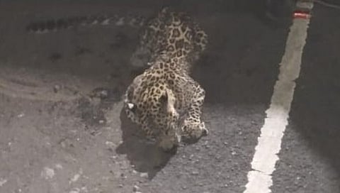 Nashik Sinner : अज्ञात वाहनाच्या धडकेत बिबट्याचा बछडा गंभीर जखमी