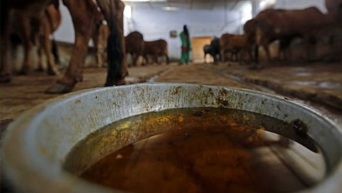 वाटा विकासाच्या : शेण आणि गोमूत्रापासून ४५ ते ४८ प्रकारच्या उत्पादनांची निर्मिती