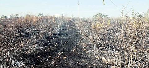 वाळकी : पाच एकर डाळिंबाची बाग खाक; शेतकर्‍याचे लाखो रुपयांचे नुकसान