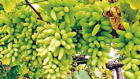 सांगली : उन्हाच्या तडाख्यातही भाजी आवाक्यात