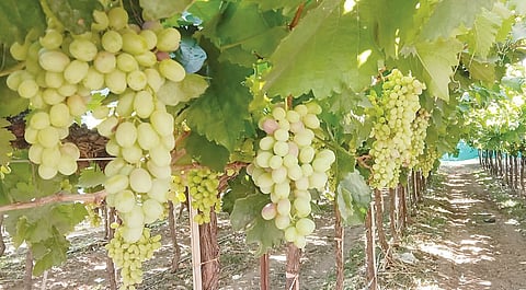 पुणे : द्राक्षांचा हंगाम बहरात; सर्वसामान्यांच्या आवाक्यात