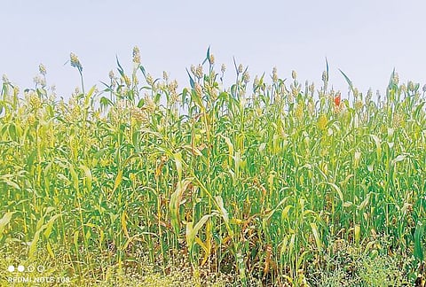 ज्वारीचे क्षेत्र वाढण्याची शक्यता ; रब्बी हंगामासाठी जिल्ह्यात साडेचार लाख हेक्टर क्षेत्र निश्चित