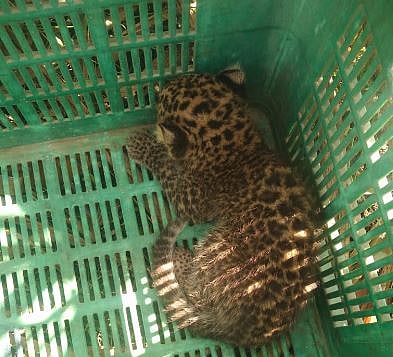 शिंगवे येथिल पाबळे मळ्यात उसतोड सुरु असताना आढळून आलेला बिबट बछडा. (छाया : किशोर खुडे)