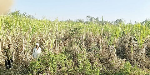 चासकमानच्या पाण्याची निमोणेला हुलकावणी