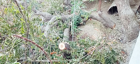 अतिक्रमण करण्यासाठी कडुनिंबाचे झाड तोडले; पाथर्डी पोलिस ठाण्यात गुन्हा दाखल