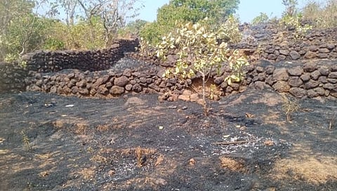 Ratnagiri : धक्कादायक! वणव्यात शेतकऱ्याचा होरपळून मृत्यू