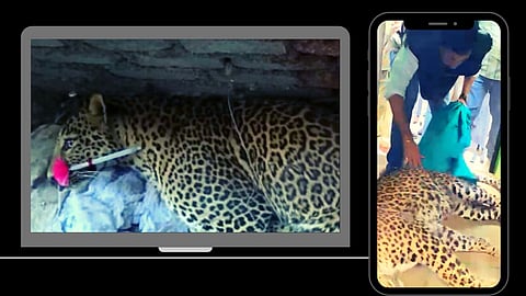 पुणे : चाकणकरांनी अनुभवला बिबट्याच्या रेस्क्यूचा थरार !