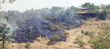 आळंदीत मोरांचा अधिवास धोक्यात ; प्लास्टिक व जैव वैद्यकीय कचराही फेकला जातोय