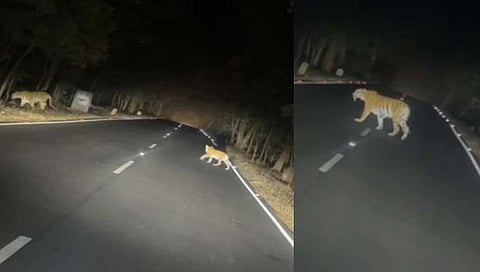 गडचिरोली: आरमोरी-देसाईगंज मार्गावर ४ बछड्यांसह वाघिणीचे दर्शन