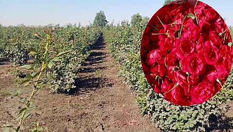 हिंगोली: गुलाब शेतीतून युवा शेतकरी झाला लखपती