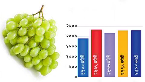 द्राक्ष www.pudhari.news 